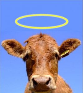 sacred-cow.jpg